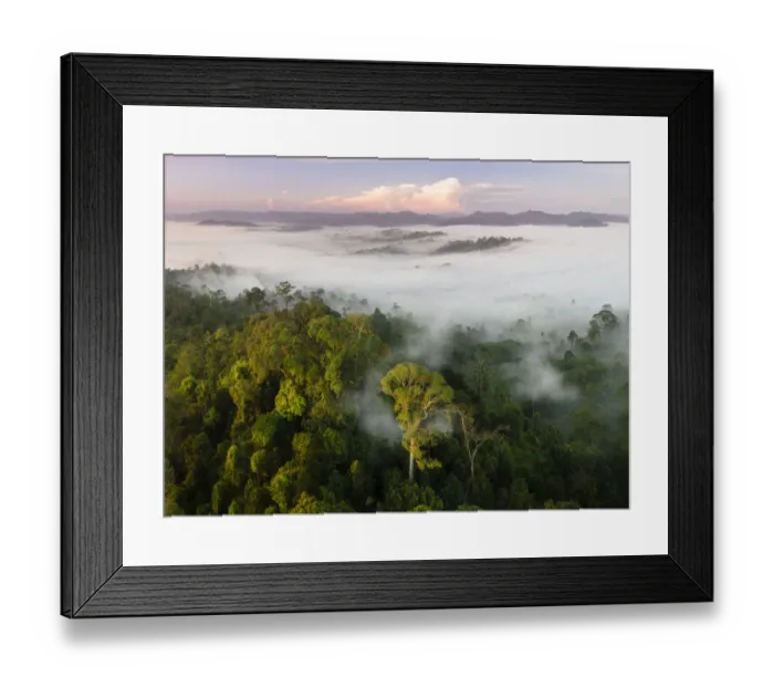 Framed Print : Mist and low cloud hanging over lowland rainforest, just after sunrise, with Menggaris Tree Framed Print : Mist and low cloud hanging over lowland rainforest, just after sunrise, with Menggaris Tree
