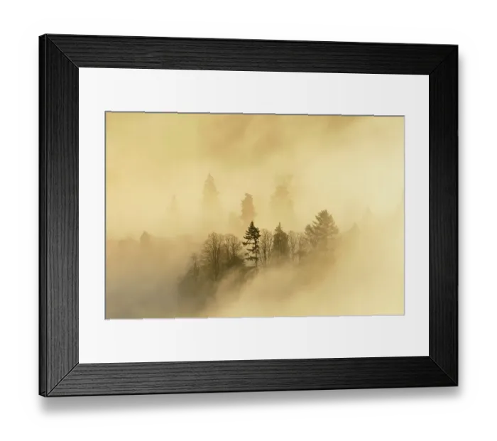 Framed Print : A misty morning over a mixed woodland in autumn. Kinnoull Hill Woodland Park, Perthshire, Scotland, November 2011 Framed Print : A misty morning over a mixed woodland in autumn. Kinnoull Hill Woodland Park, Perthshire, Scotland, November 2011