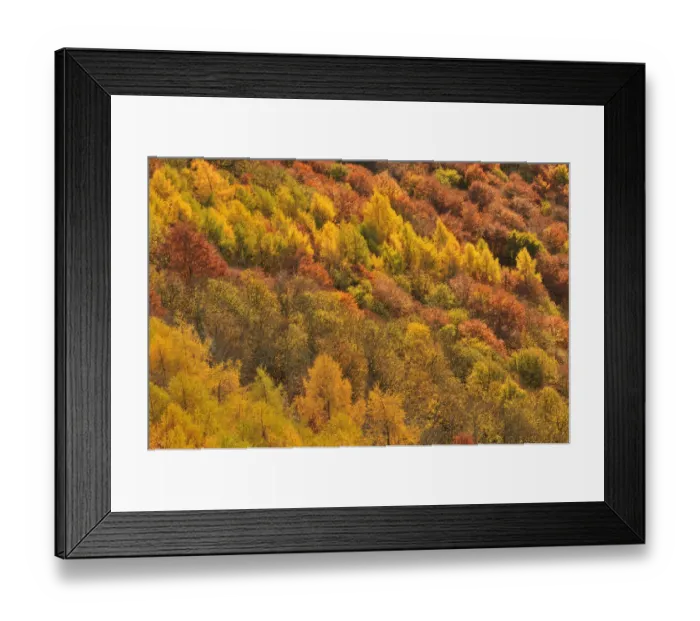 Framed Print : Close up of colourful mixed woodland in autumn, Kinnoull Hill Woodland Park Framed Print : Close up of colourful mixed woodland in autumn, Kinnoull Hill Woodland Park