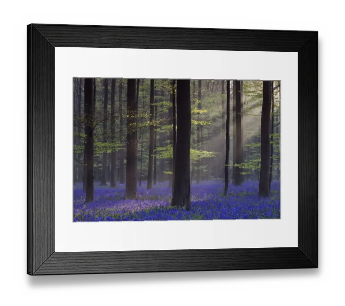 Framed Print : Bluebell (Hyacinthoides non-scripta) carpet under Beech woodland (Gagus sylvatica) Framed Print : Bluebell (Hyacinthoides non-scripta) carpet under Beech woodland (Gagus sylvatica)