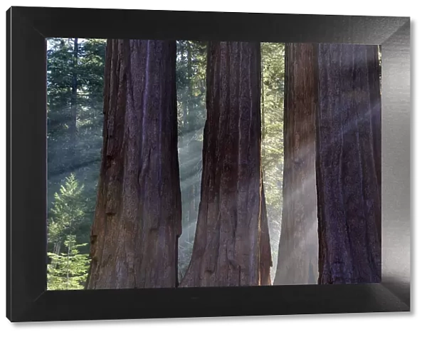 Trunks of giant sequoia trees (Sequoiadendron giganteum) Sequoia National Park, California