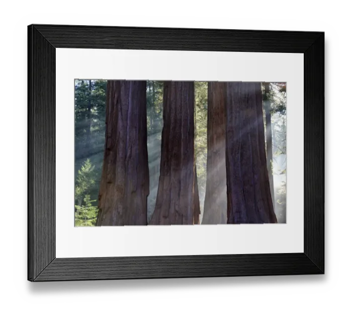 Framed Print : Trunks of giant sequoia trees (Sequoiadendron giganteum) Sequoia National Park, California