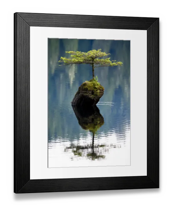 Framed Print : A miniature Douglad fir (Pseudotsuga menziesii) growing out of a stump in the middle of Fairy Lake