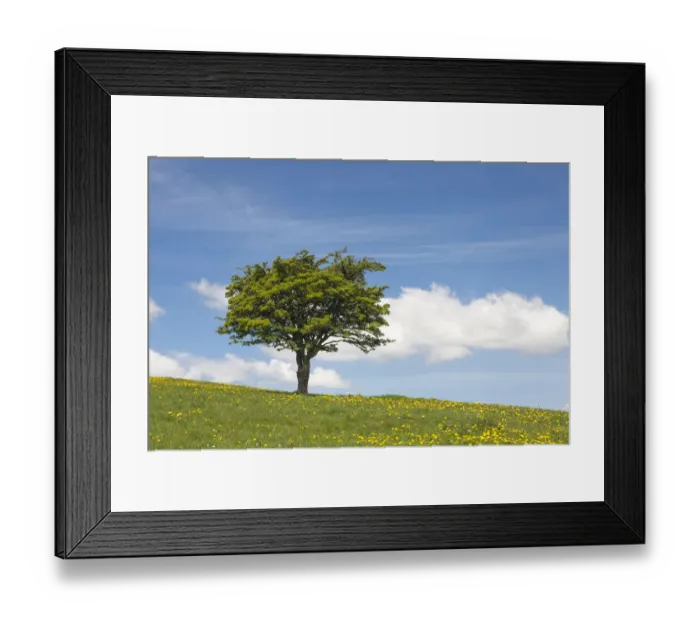 Framed Print : Single hawthorn (Crataegus monogyna) tree on hillside, Deep Dale, Derbyshire, England Framed Print : Single hawthorn (Crataegus monogyna) tree on hillside, Deep Dale, Derbyshire, England