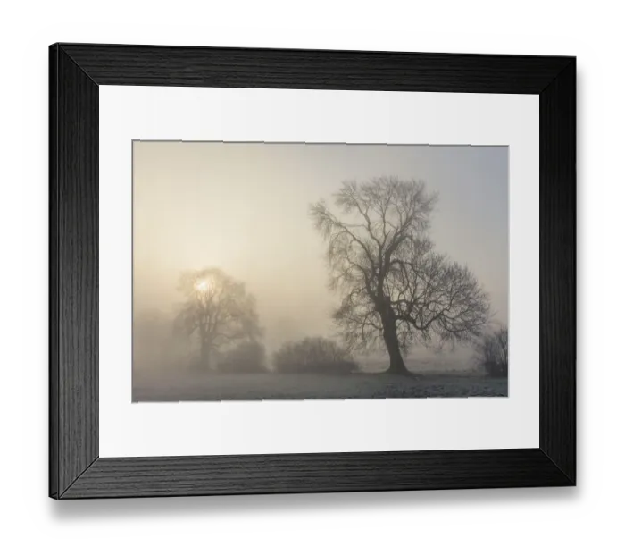 Framed Print : Sun rising behind Ash tree (Fraxinus excelsior) in dense fog. Bonsall, Peak District National Park