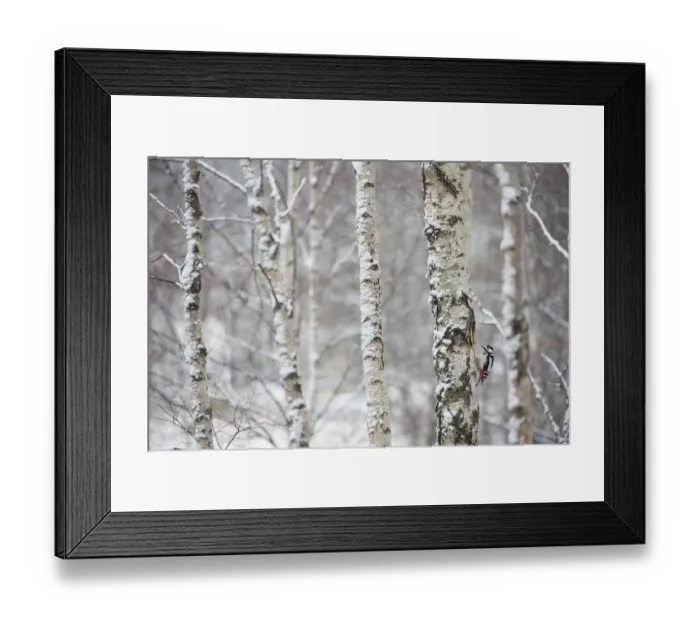 Framed Print : Great spotted woodpecker (Dendrocopus major) in birch forest, Cairngorms National Park Framed Print : Great spotted woodpecker (Dendrocopus major) in birch forest, Cairngorms National Park