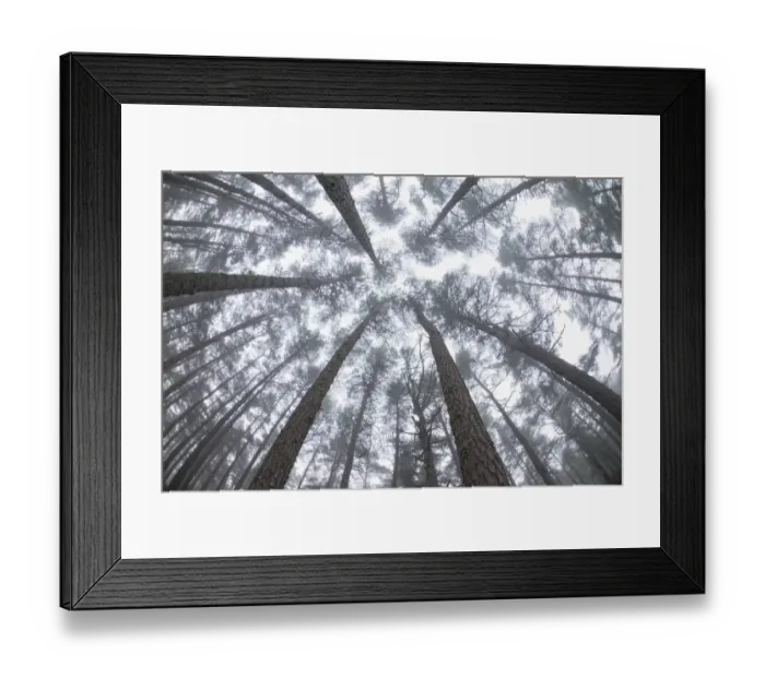 Framed Print : Low angle view up into canopy of Scots Pines (Pinus sylvestris) in mist at dawn in Abernethy Forest Framed Print : Low angle view up into canopy of Scots Pines (Pinus sylvestris) in mist at dawn in Abernethy Forest