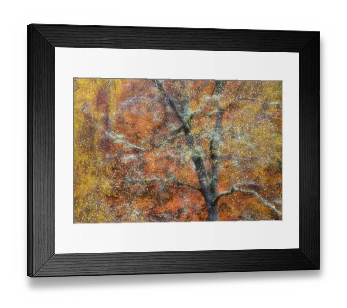 Framed Print : Birch tree (Betula sp) in autumn, blurred, Cairngorms National Park, Scotland, November Framed Print : Birch tree (Betula sp) in autumn, blurred, Cairngorms National Park, Scotland, November