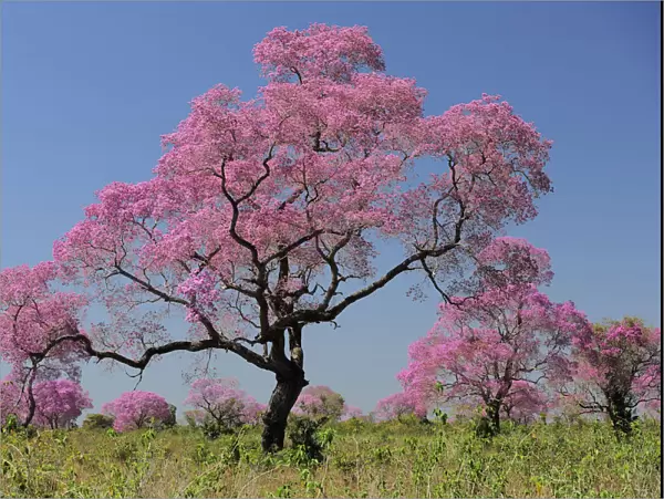 Pink Ipe trees (Tabebuia ipe  /  Handroanthus impetiginosus) in flower, Pantanal, Mato Grosso State