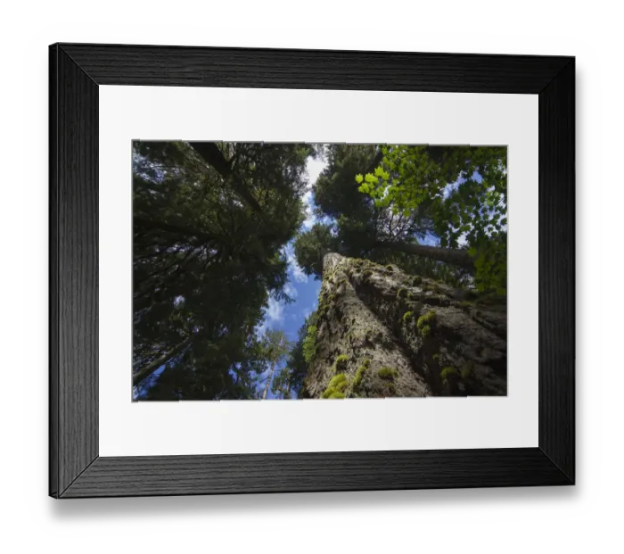 Framed Print : Low angle view of trees in the Hoh Rainforest, Hall of Mosses Trail, Olympic National Park Framed Print : Low angle view of trees in the Hoh Rainforest, Hall of Mosses Trail, Olympic National Park