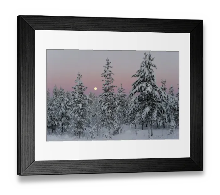 Framed Print : Snow covered conifer trees at sunset, Kuusamo, Finland. February 2011 Framed Print : Snow covered conifer trees at sunset, Kuusamo, Finland. February 2011