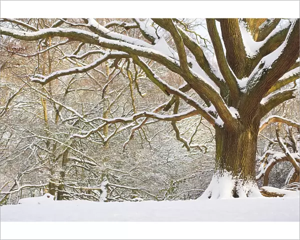 Oak tree (Quercus robur) in snow, Hampstead Heath, London, UK, January 2013