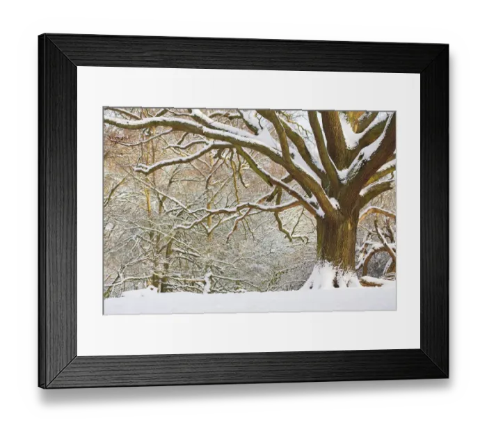 Framed Print : Oak tree (Quercus robur) in snow, Hampstead Heath, London, UK, January 2013 Framed Print : Oak tree (Quercus robur) in snow, Hampstead Heath, London, UK, January 2013