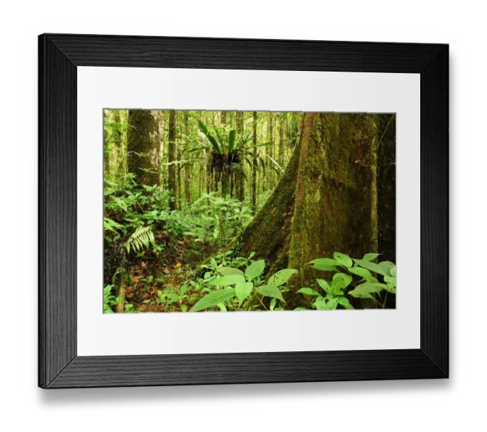 Framed Print : Tropical forest, Andasibe-Mantadia National Park, Madagascar, March 2005 Framed Print : Tropical forest, Andasibe-Mantadia National Park, Madagascar, March 2005