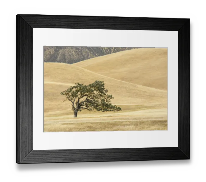 Framed Print : Canyon live oak (Quercus chrysolepis) Diablo Range, California, USA, June Framed Print : Canyon live oak (Quercus chrysolepis) Diablo Range, California, USA, June