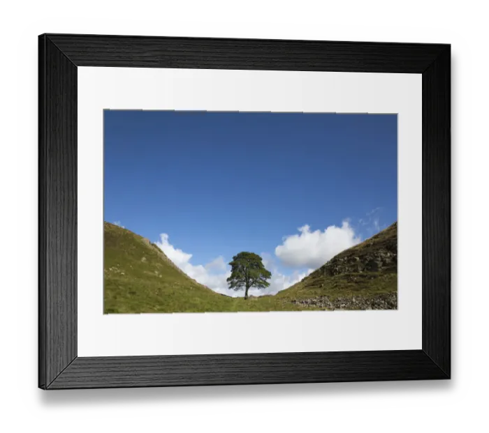 Framed Print : Sycamore (Acer pseudoplatanus) growing in a gap on Hadrians Wall, Northumberland Framed Print : Sycamore (Acer pseudoplatanus) growing in a gap on Hadrians Wall, Northumberland