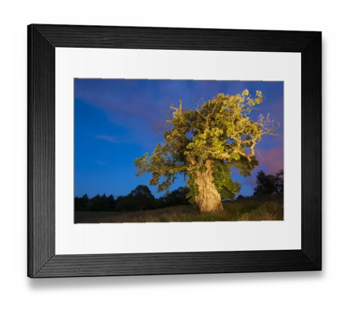 Framed Print : Queen Marys Tree, a veteran Sweet chestnut (Castanea sativa) over 600 years old Framed Print : Queen Marys Tree, a veteran Sweet chestnut (Castanea sativa) over 600 years old