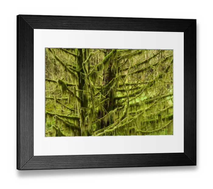 Framed Print : Tree covered in lichen, Glen Brittle, IIsle of Skye, Scotland, UK, September Framed Print : Tree covered in lichen, Glen Brittle, IIsle of Skye, Scotland, UK, September