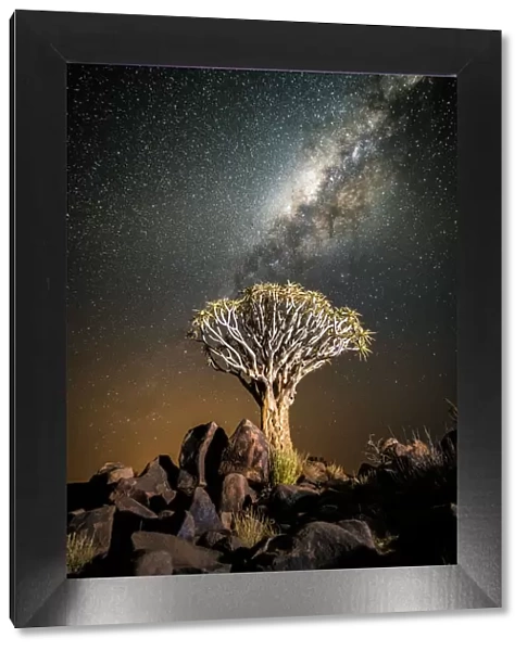 Quiver tree (Aloe dichotoma) with the Milky Way at night, and light pollution