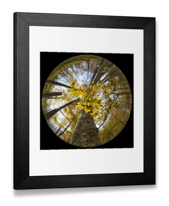 Framed Print : Canopy of a Beech woodland (Fagus sylvatica) in autumn through a circular fisheye lens Framed Print : Canopy of a Beech woodland (Fagus sylvatica) in autumn through a circular fisheye lens