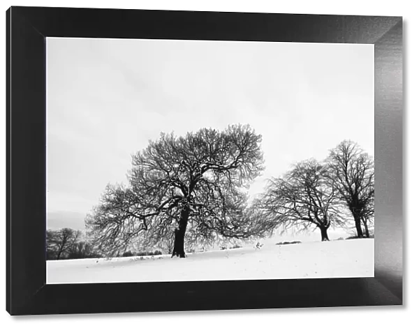 English oak tree (Quercus robur) and Beech trees (fagus sylvatica) in winter landscape