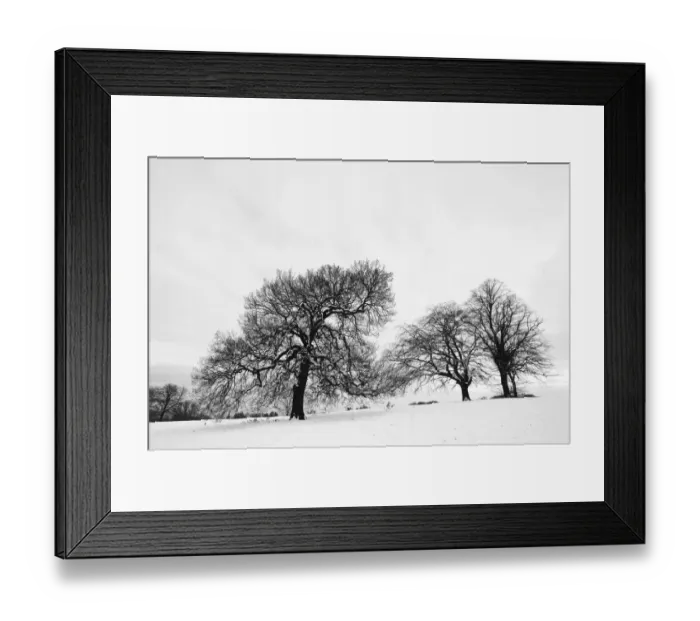 Framed Print : English oak tree (Quercus robur) and Beech trees (fagus sylvatica) in winter landscape