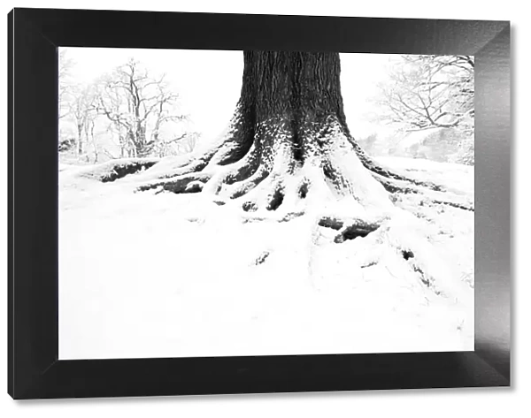 English oak tree (Quercus robur) trunk in winter, Hampstead Heath, London, February