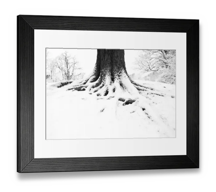 Framed Print : English oak tree (Quercus robur) trunk in winter, Hampstead Heath, London, February Framed Print : English oak tree (Quercus robur) trunk in winter, Hampstead Heath, London, February