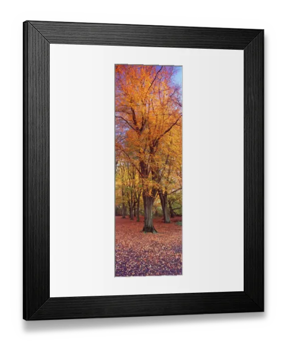 Framed Print : Vertical panoramic of autumnal Beech tree (Fagus sylvatica) Hampstead Heath, London Framed Print : Vertical panoramic of autumnal Beech tree (Fagus sylvatica) Hampstead Heath, London