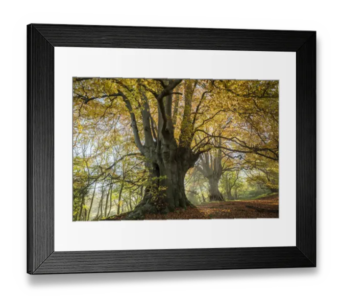 Framed Print : Ancient Beech trees (Fagus sylvatica), Lineover Wood, Gloucestershire UK
