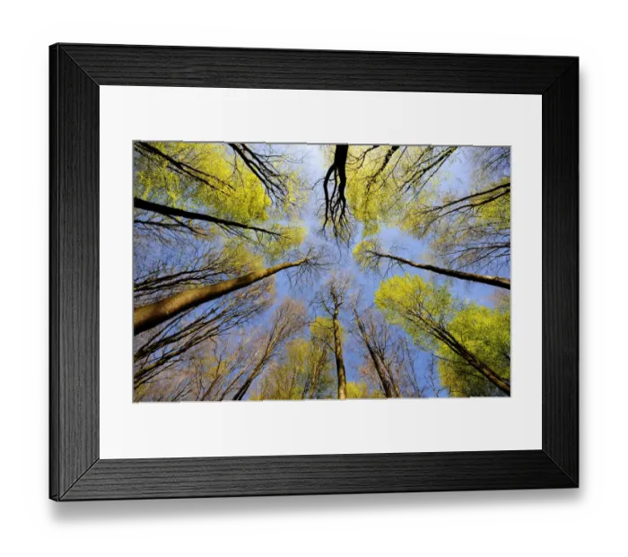Framed Print : Looking up into canopy of Beech trees (Fagus sylvatica), West Woods, Wiltshire, England, UK Framed Print : Looking up into canopy of Beech trees (Fagus sylvatica), West Woods, Wiltshire, England, UK
