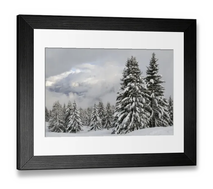 Framed Print : Snow-covered Pine trees and clouds over Mont Blanc after a recent snowstorm, Les Houches
