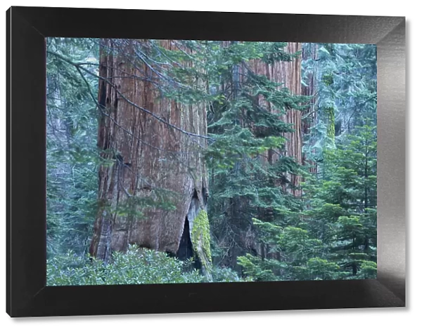 Giant sequoia (Sequoiadendron giganteum) trees in Sequoia National Park, California