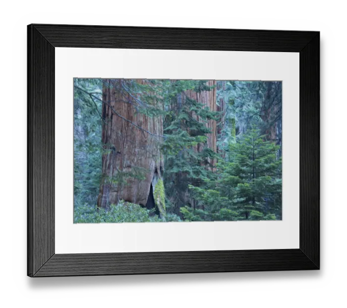 Framed Print : Giant sequoia (Sequoiadendron giganteum) trees in Sequoia National Park, California Framed Print : Giant sequoia (Sequoiadendron giganteum) trees in Sequoia National Park, California