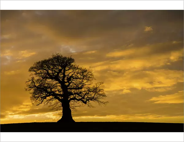 English oak tree (Quercus robur) at sunset, Monmouthshire Wales UK, March