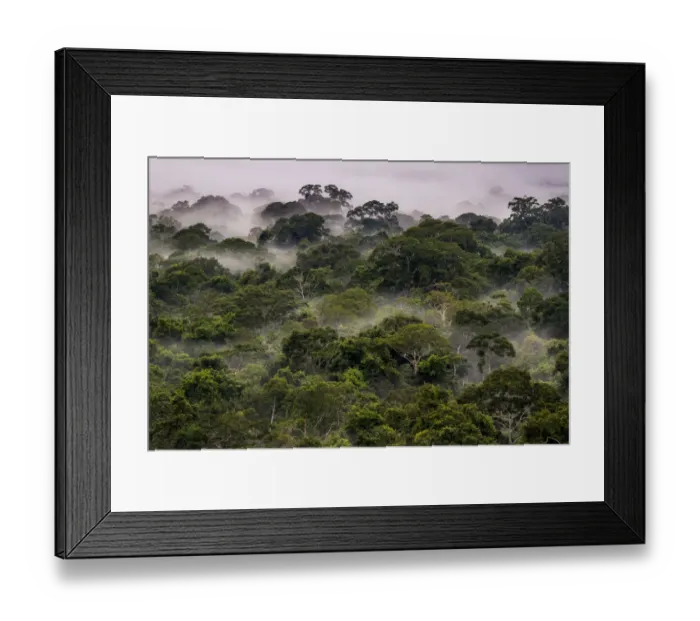 Framed Print : Mist in Amazonian canopy at dawn, Tambopata, Madre de Dios, Peru, March 2016 Framed Print : Mist in Amazonian canopy at dawn, Tambopata, Madre de Dios, Peru, March 2016