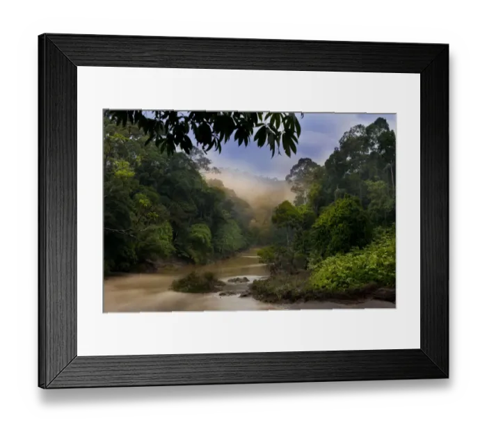 Framed Print : Dawn over the Segama River, with mist hanging over lowland rainforest. Heart of Danum Valley Framed Print : Dawn over the Segama River, with mist hanging over lowland rainforest. Heart of Danum Valley