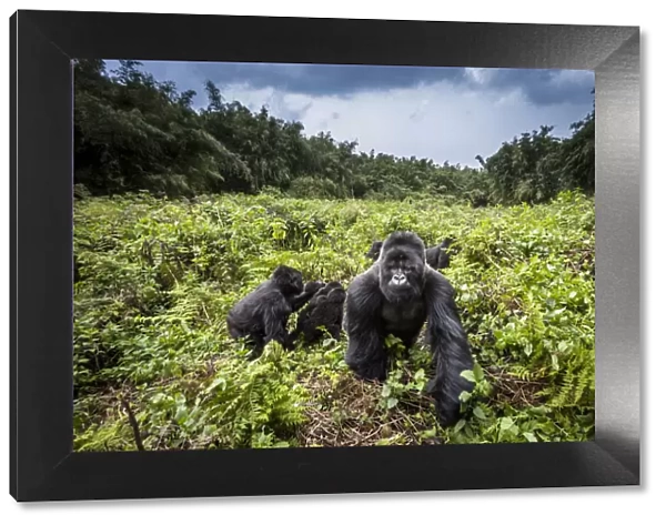 Mountain gorillas (Gorilla beringei) Hirwa group led by the silverback dominant male Munyinya