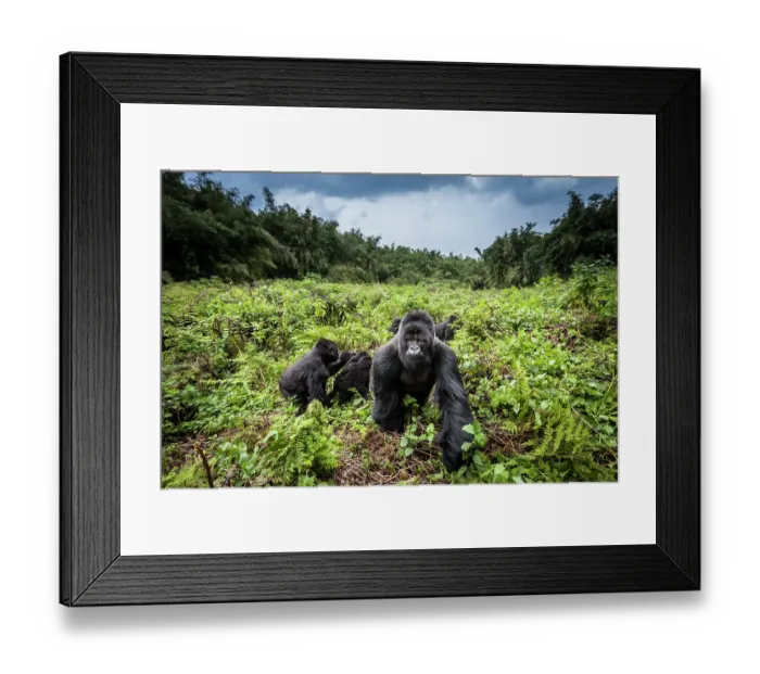 Framed Print : Mountain gorillas (Gorilla beringei) Hirwa group led by the silverback dominant male Munyinya Framed Print : Mountain gorillas (Gorilla beringei) Hirwa group led by the silverback dominant male Munyinya