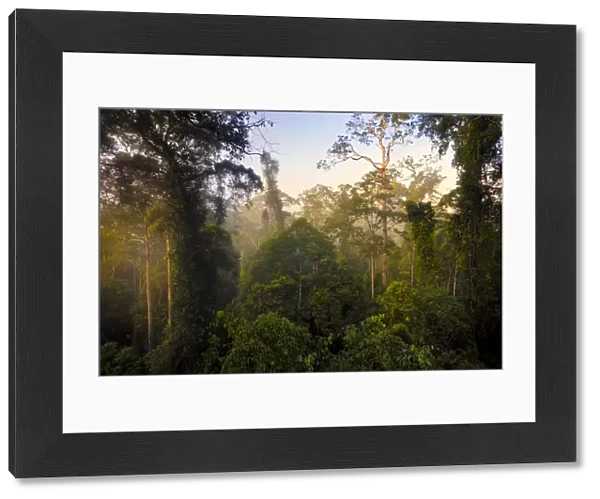 Lowland dipterocarp rainforest canopy at dawn. Danum Valley, Sabah, Borneo, May 2011