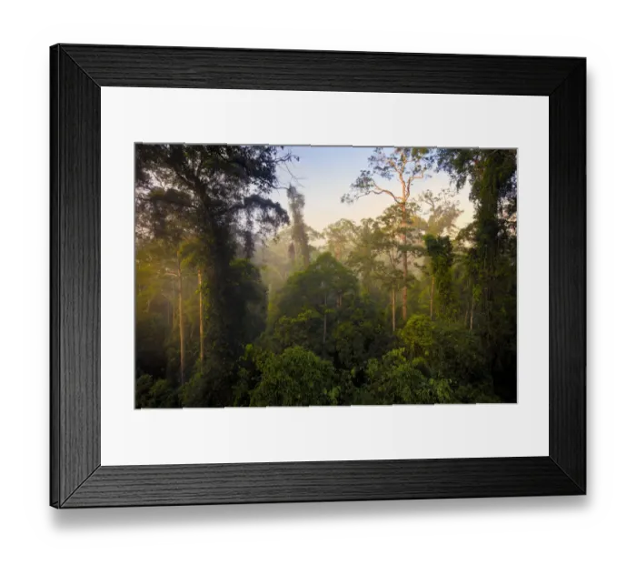 Framed Print : Lowland dipterocarp rainforest canopy at dawn. Danum Valley, Sabah, Borneo, May 2011 Framed Print : Lowland dipterocarp rainforest canopy at dawn. Danum Valley, Sabah, Borneo, May 2011