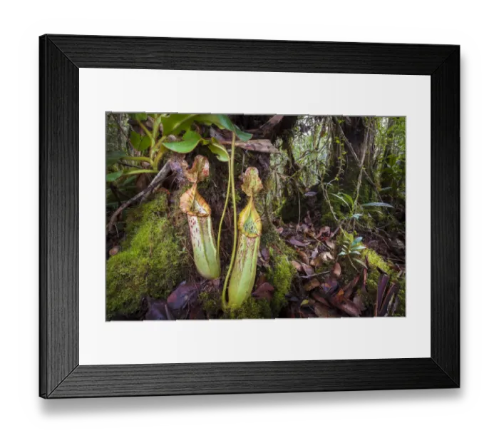 Framed Print : Pitcher plant (Nepenthes veitchii x stenophylla), a natural hybrid. Maliau Basin, Borneo Framed Print : Pitcher plant (Nepenthes veitchii x stenophylla), a natural hybrid. Maliau Basin, Borneo