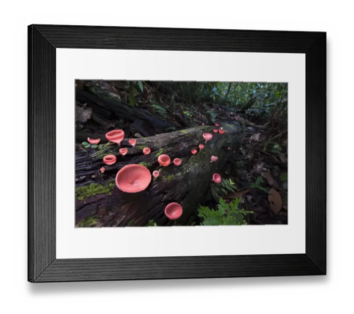 Framed Print : Cup fungi (Cookeina sp) growing on decaying log, Danum Valley, Sabah, Borneo Framed Print : Cup fungi (Cookeina sp) growing on decaying log, Danum Valley, Sabah, Borneo