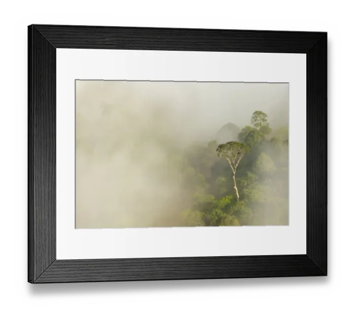 Framed Print : Tualang  /  Mengaris tree (Koompassia excelsa) emerging from canopy amongst cloud. Danum Valley