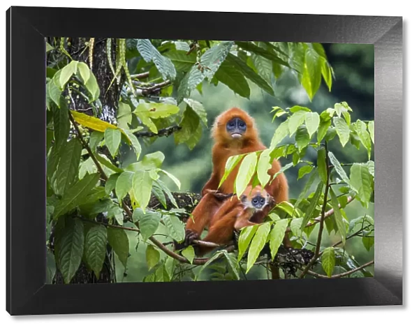 Red leaf monkey (Presbytis rubicunda) mother and baby, Danum Valley, Sabah, Borneo