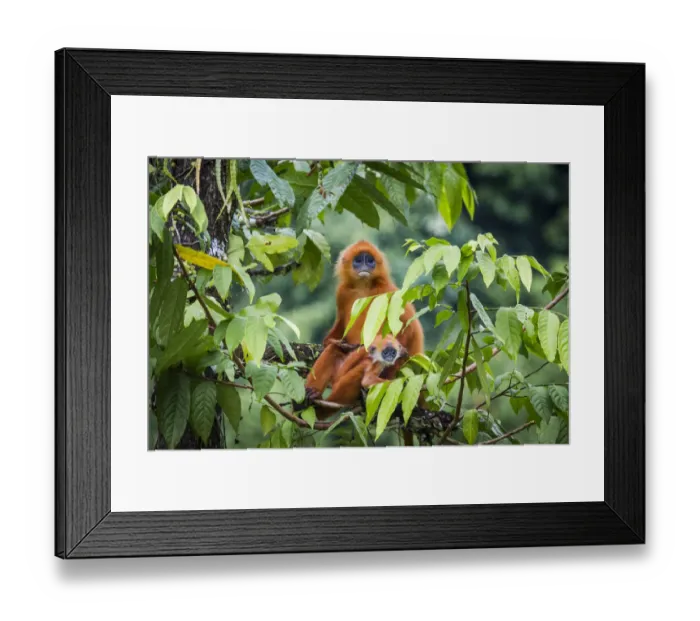 Framed Print : Red leaf monkey (Presbytis rubicunda) mother and baby, Danum Valley, Sabah, Borneo Framed Print : Red leaf monkey (Presbytis rubicunda) mother and baby, Danum Valley, Sabah, Borneo
