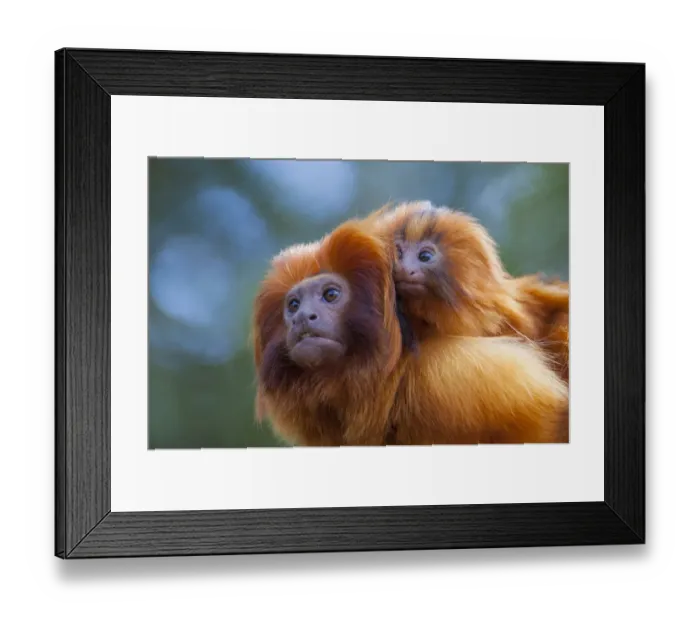 Framed Print : Golden lion tamarin (Leontopithecus rosalia) mother with baby on back Framed Print : Golden lion tamarin (Leontopithecus rosalia) mother with baby on back