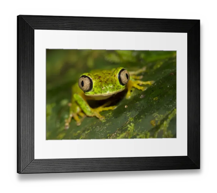 Framed Print : Lemur leaf frog (Agalychnis lemur) Central Caribbean foothills, Costa Rica Framed Print : Lemur leaf frog (Agalychnis lemur) Central Caribbean foothills, Costa Rica