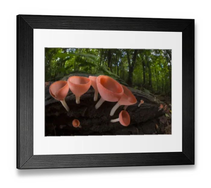 Framed Print : Cup fungus (Cookeina sp) growing on decaying wood on the rainforest floor, Corcovado National Park Framed Print : Cup fungus (Cookeina sp) growing on decaying wood on the rainforest floor, Corcovado National Park