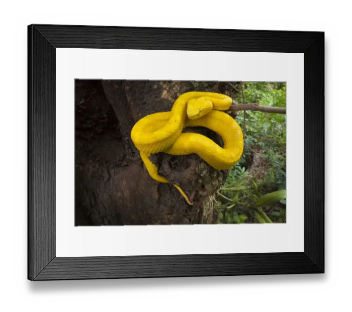 Framed Print : RF - Eyelash Pit Viper (Bothriechis schlegelii) Costa Rica Framed Print : RF - Eyelash Pit Viper (Bothriechis schlegelii) Costa Rica